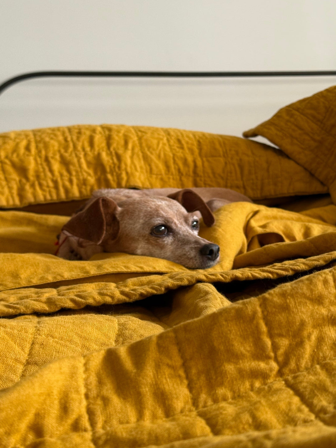 Pippa, a small brown dog nestled in rumpled Linoto beeswax linen bedding on metal bed frame against neutral wall